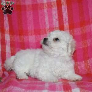 Willow (Tiny), Bichon Frise Puppy